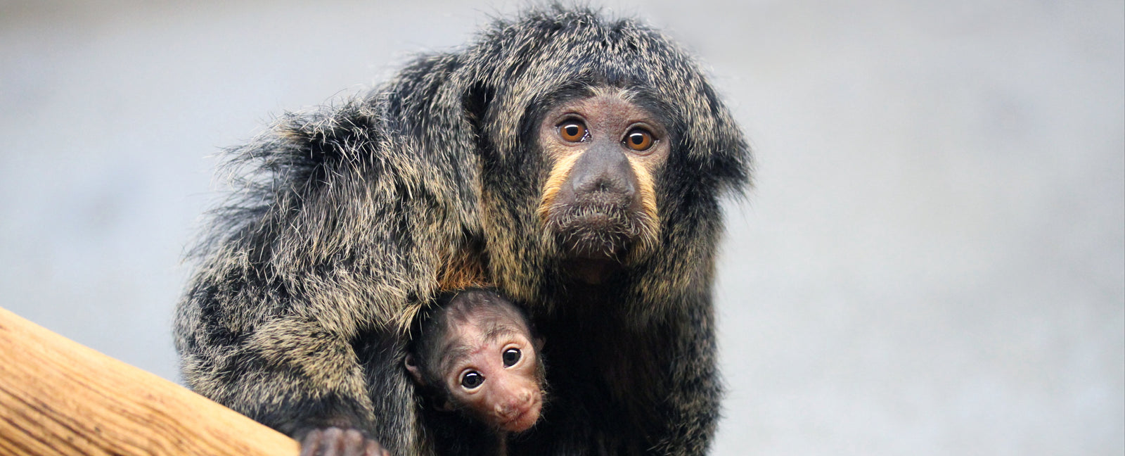 Bezoek de jonge witgezichtsaki in ARTIS-Park
