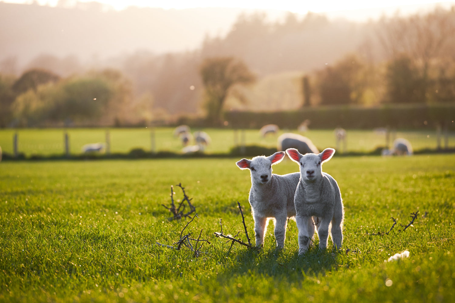 Tips voor een mooie lentewandeling