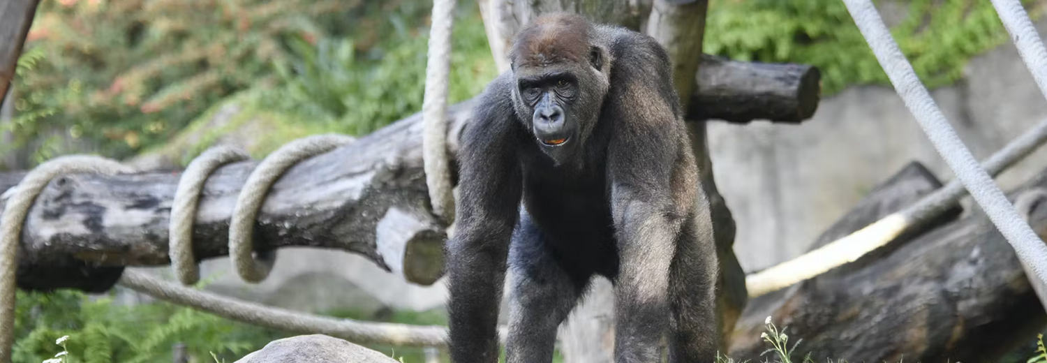 Moeilijke keuze voor Blijdorp: 'We nemen afscheid van de gorilla's'