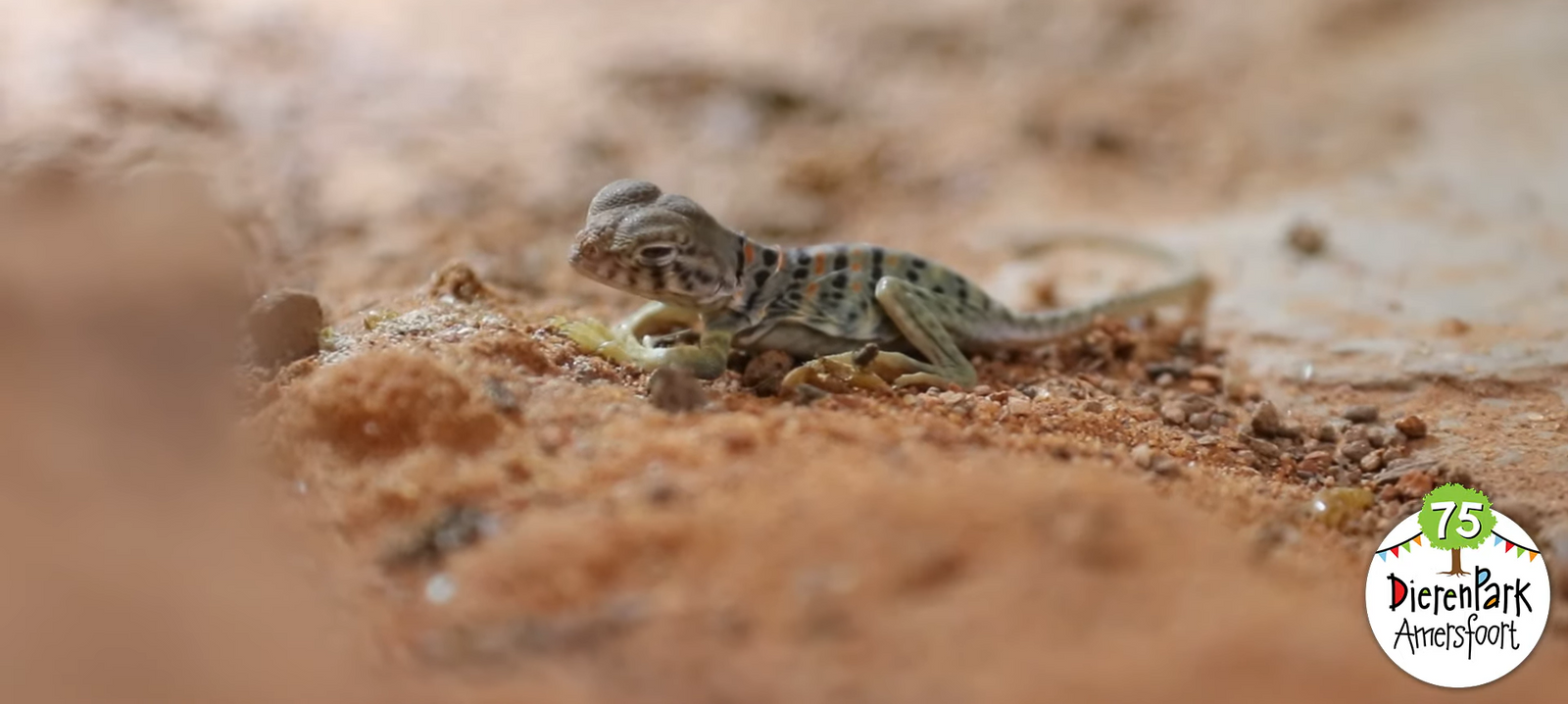 Geboorte Halsbandleguaan Dierenpark Amersfoort