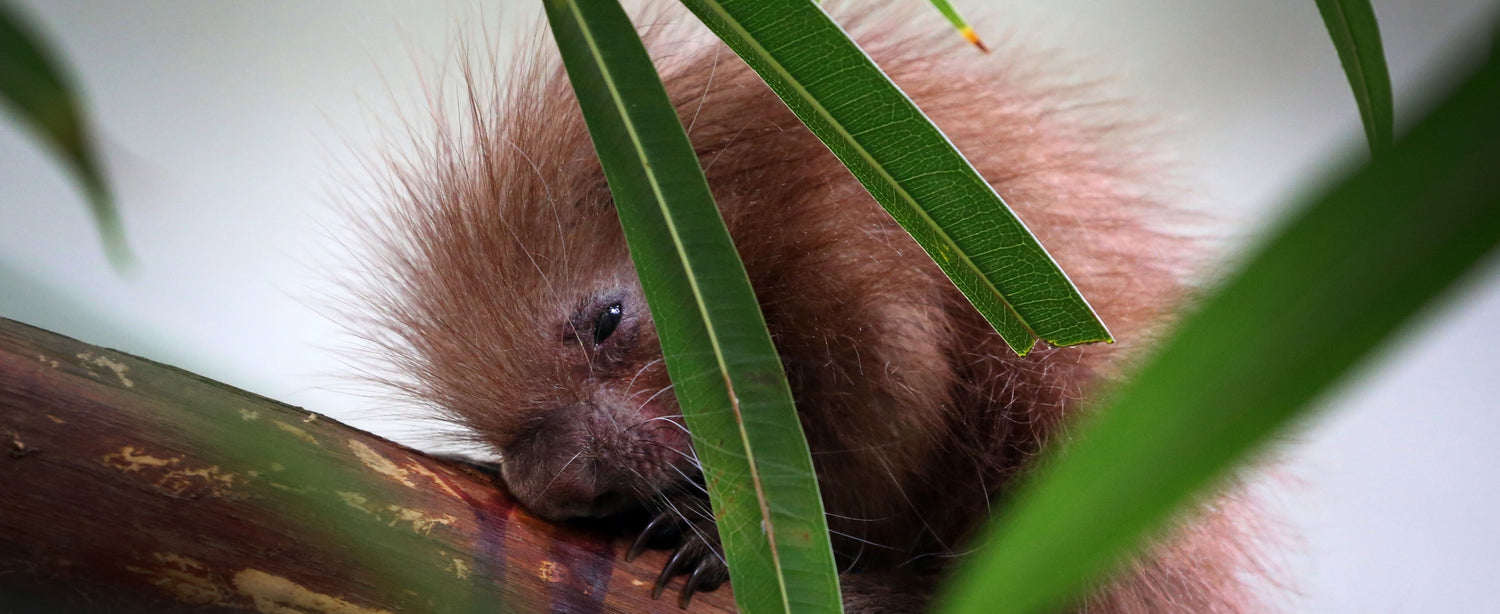 Hoera! Grijpstaartstekelvarken geboren in ARTIS-Park