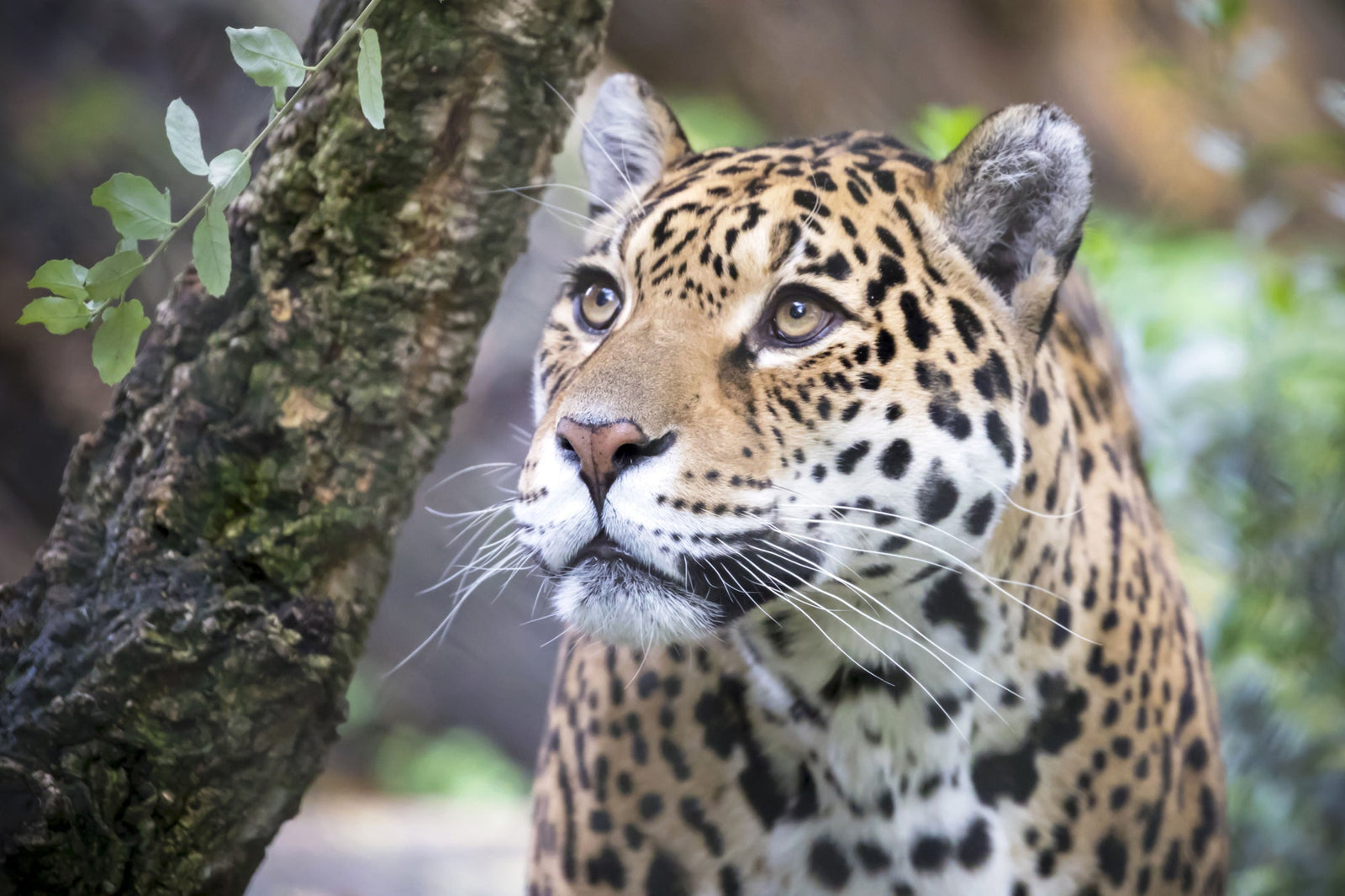 Bijzondere en zeldzame dieren in Nederlandse dierentuinen