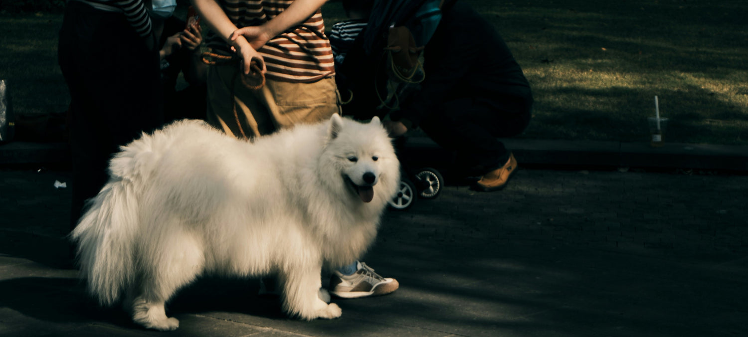 Bij deze dierentuinen mag je hond mee