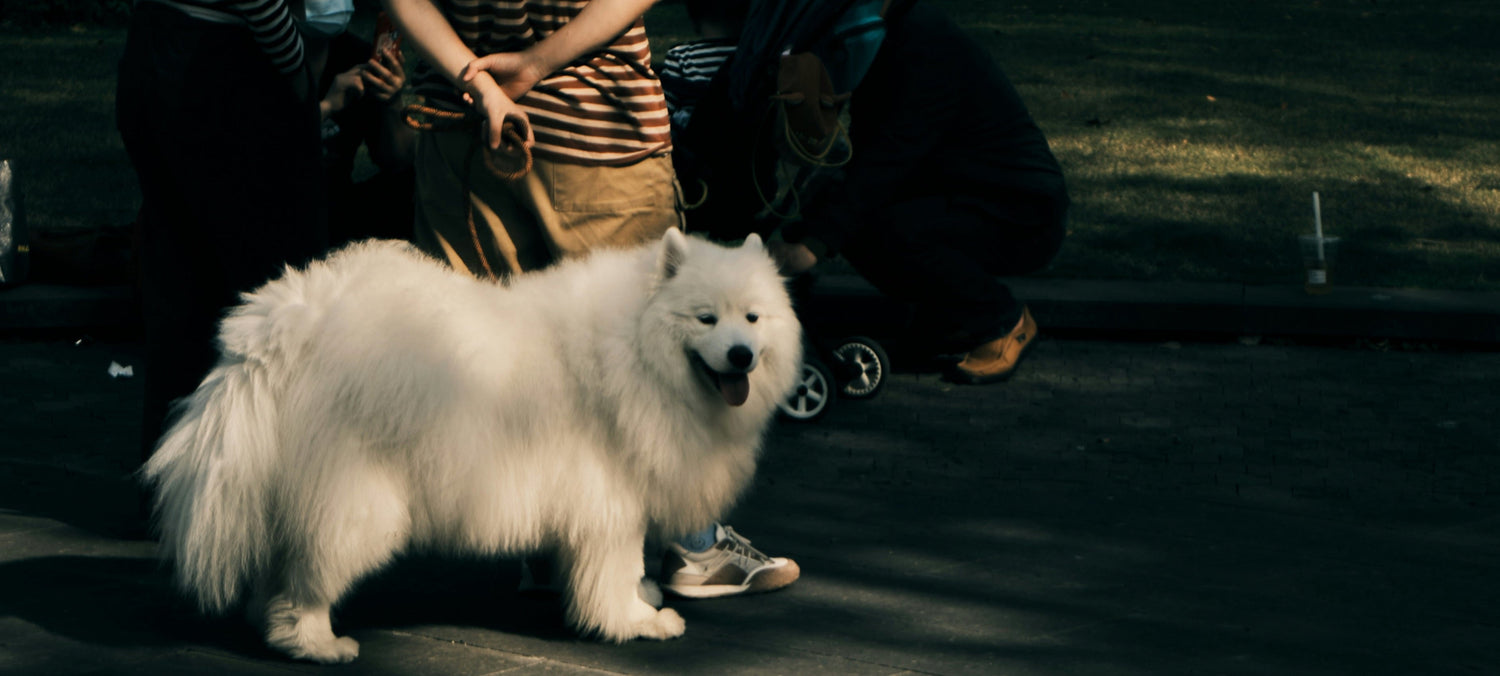 Bij deze dierentuinen mag je hond mee