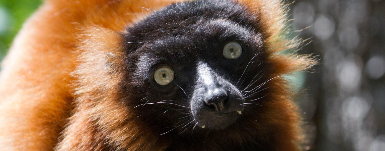Nieuwe diersoort te bewonderen in DierenPark Amersfoort