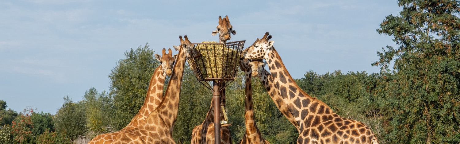 Zien: giraffen verhuisd naar nieuwe stal bij Safari Hotel in Beekse Bergen