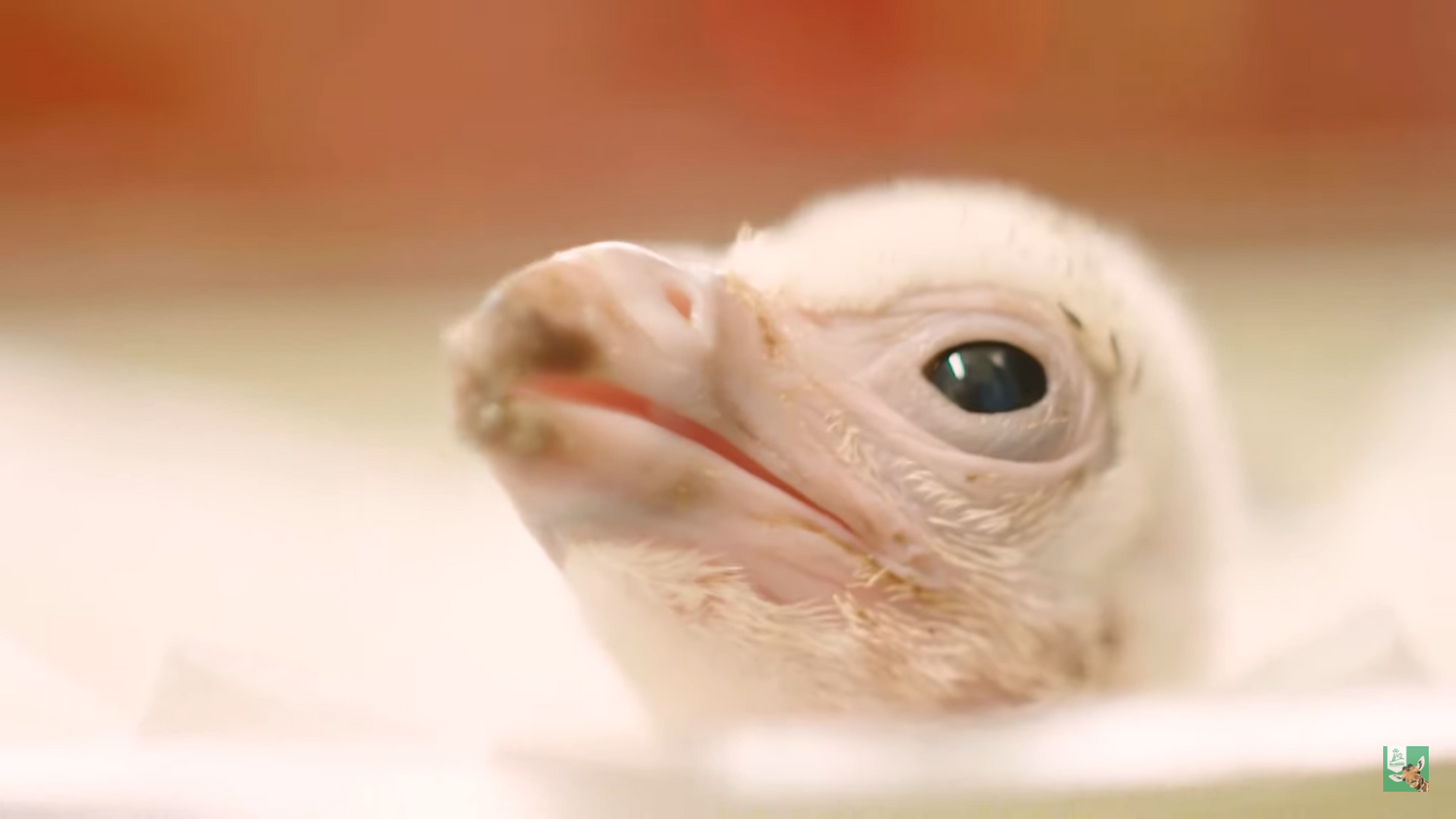 Feest in Blijdorp: 10 schattige babygiertjes geboren!