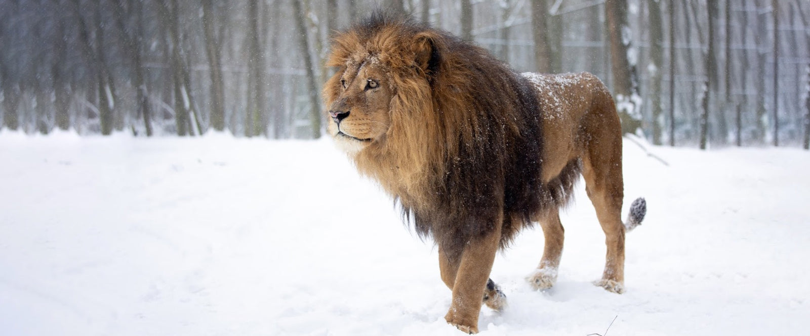 Zo komen dierentuindieren een winter met sneeuw en ijs door
