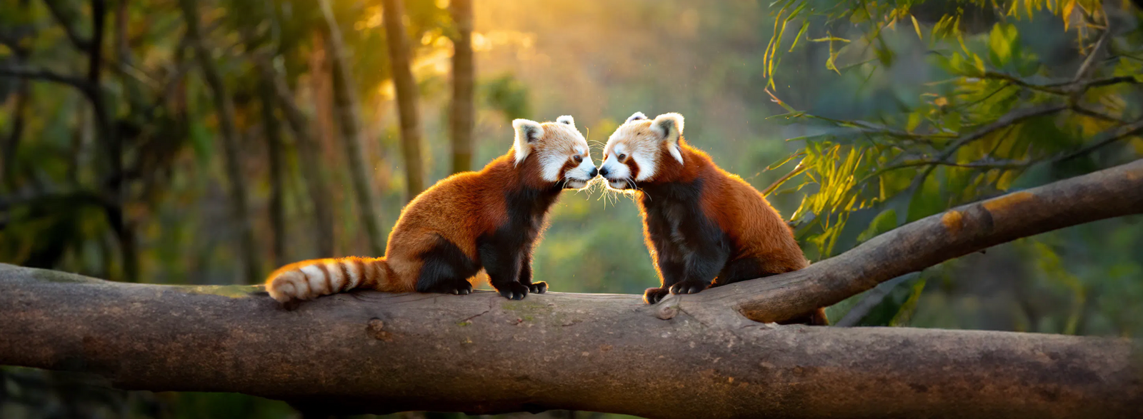 Beleef de liefde in Diergaarde Blijdorp