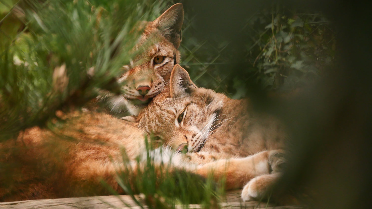 Sta oog in oog met deze grote katten in de dierentuin