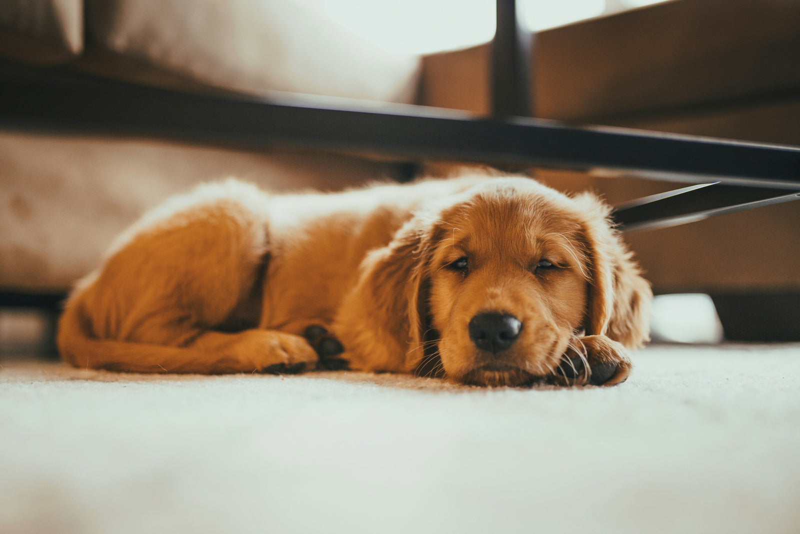 Met de hond naar een vakantiehuisje in Nederland: hier mag het
