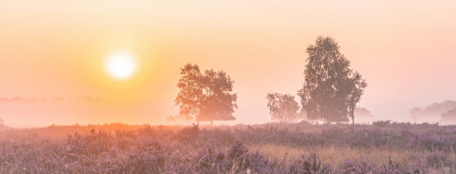 Huur een vakantiehuisje op de Veluwe: op deze toffe plekken kom je tot rust