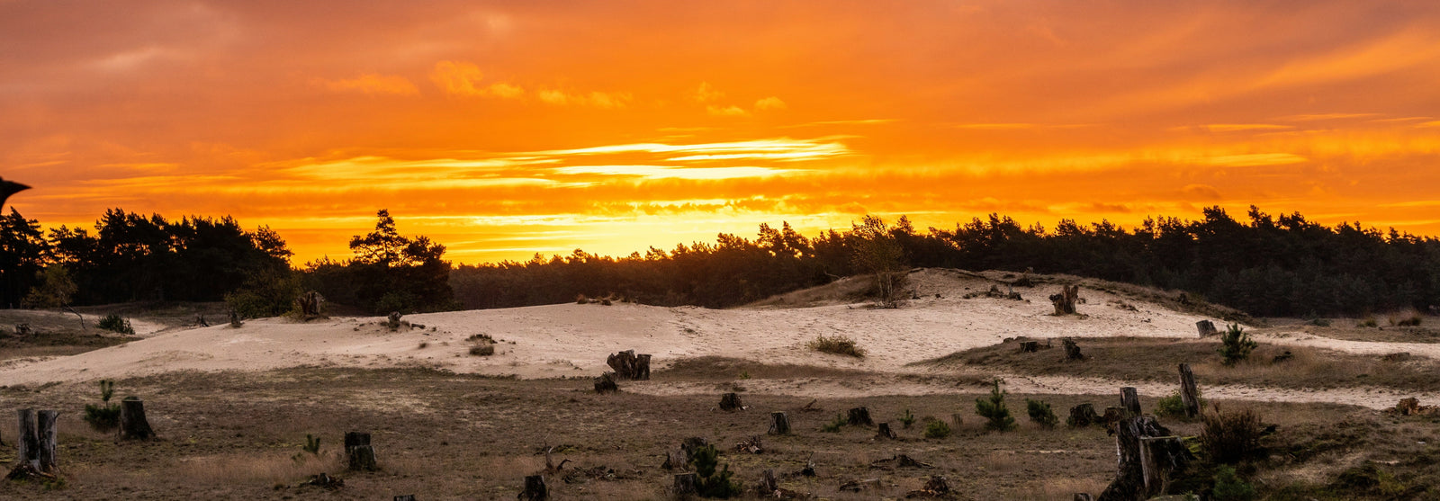 Tips voor vakantieparken in Otterlo: ontdek de Veluwe vanuit je huisje
