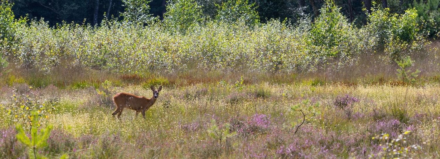 Vakantieparken op de Veluwe: tips voor de beste opties
