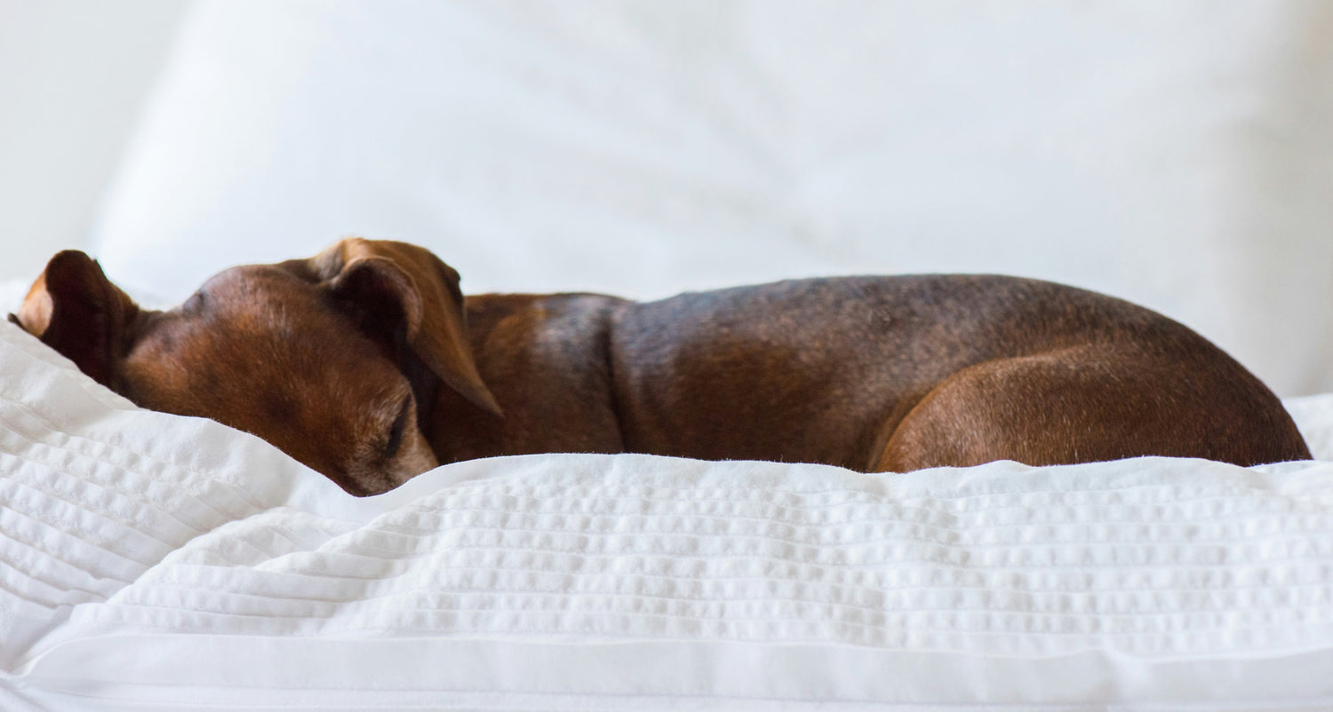 Nachtje weg met je viervoeter: in deze hotels is een hond toegestaan