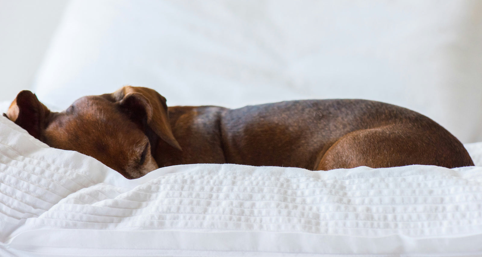Nachtje weg met je viervoeter: in deze hotels is een hond toegestaan