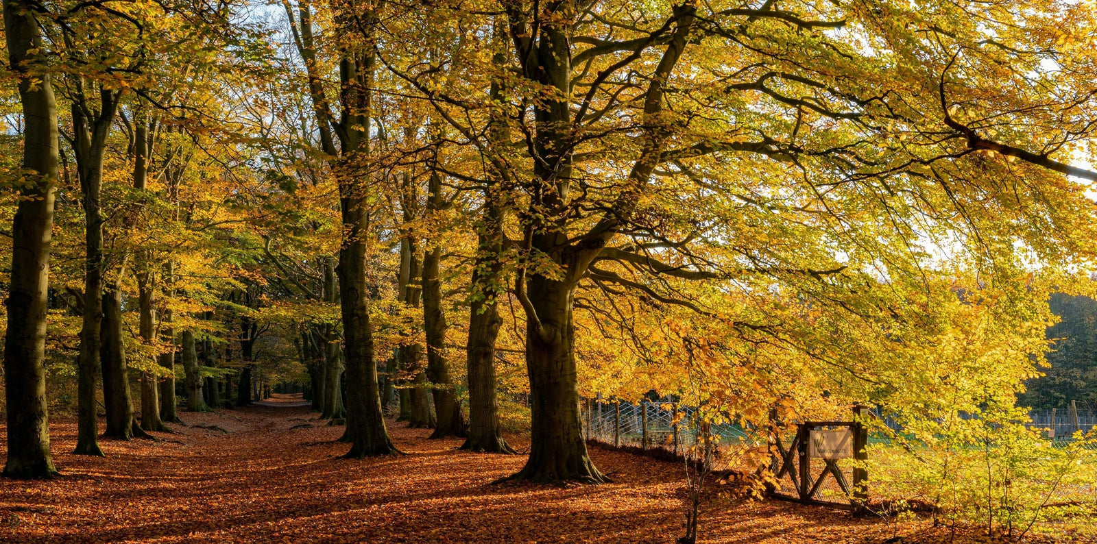 Ontdek de 5 mooiste herfstwandelingen in Nederland