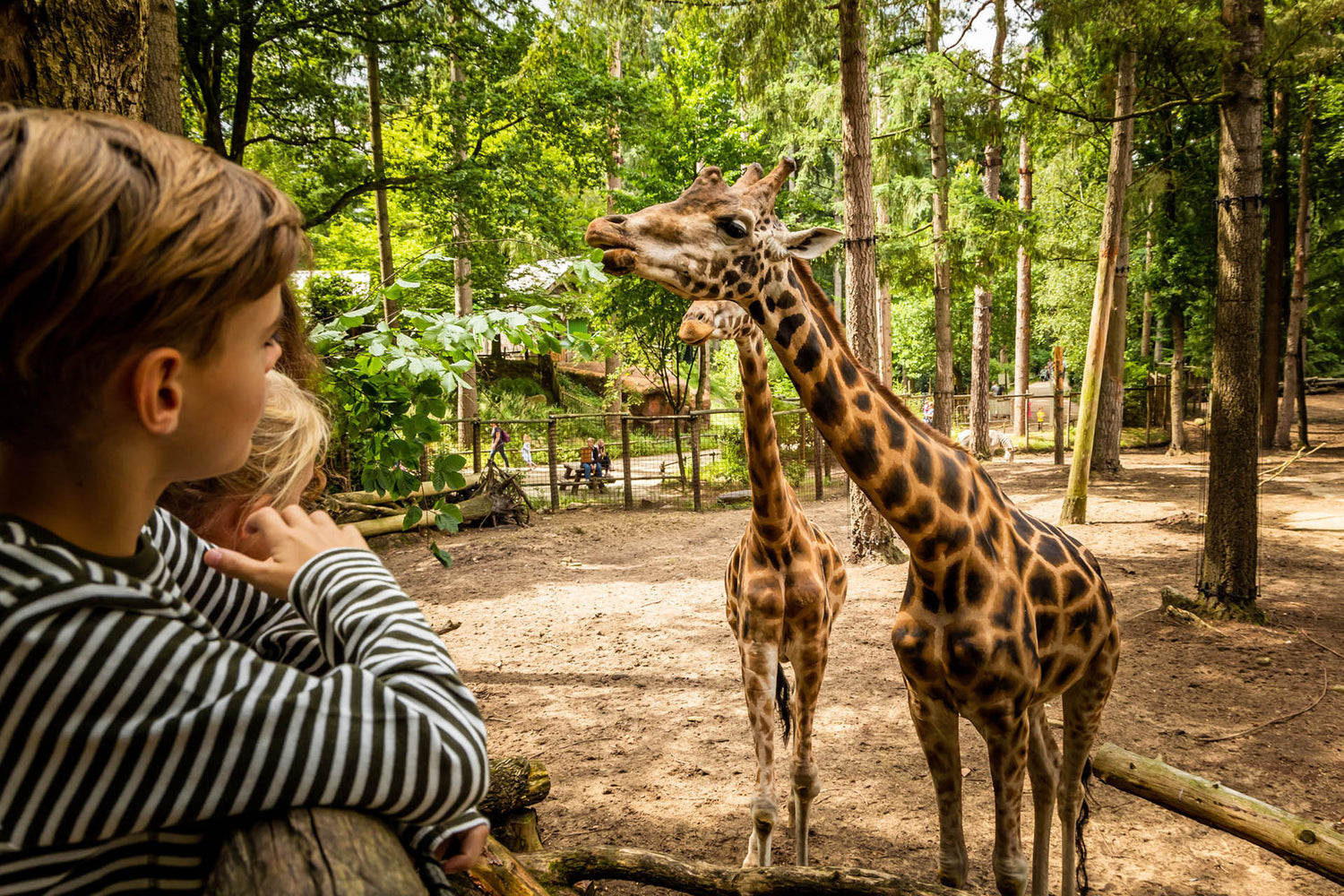 Leuke feitjes over DierenPark Amersfoort