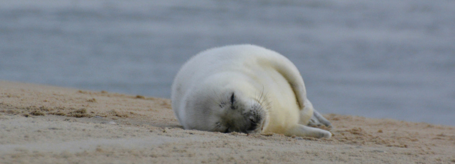 5 tips om heerlijk te overnachten op Vlieland