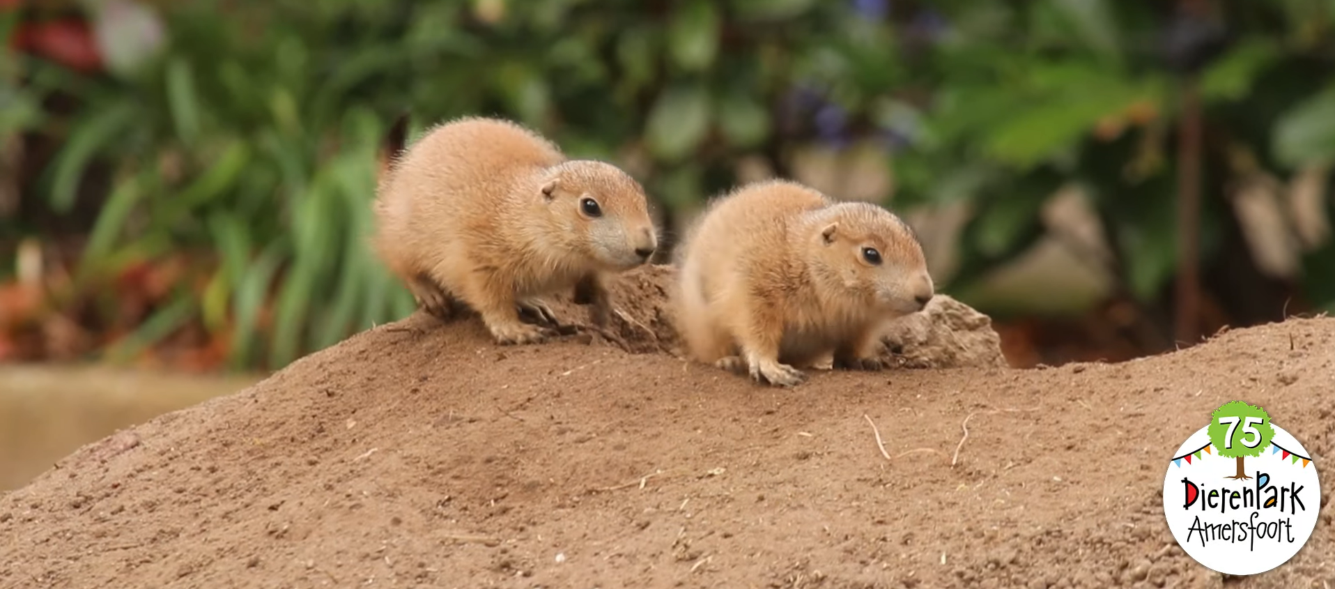 Tientallen prairiehondjes geboren in DierenPark Amersfoort