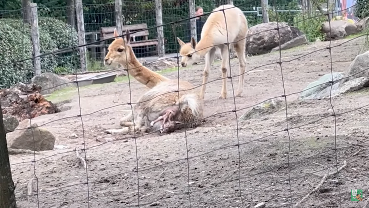 Verrassende geboorte van vicuña in Blijdorp!