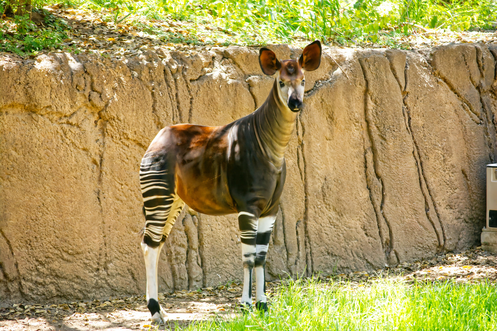 Bewonder deze bijzondere dieren in Nederlandse dierentuinen