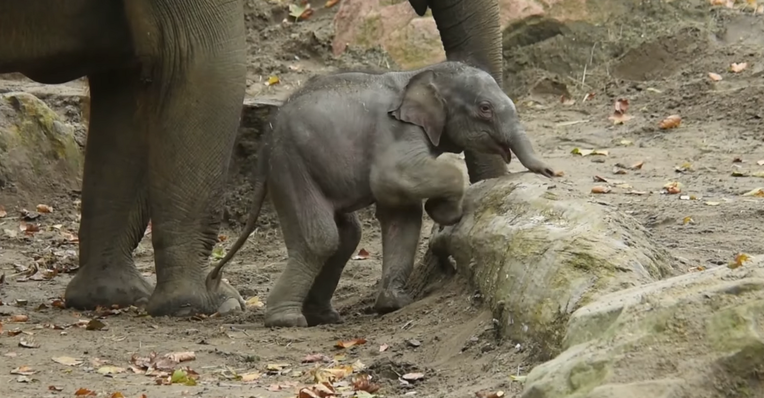 Ontmoet het schattige babyolifantje Maxi in Blijdorp!