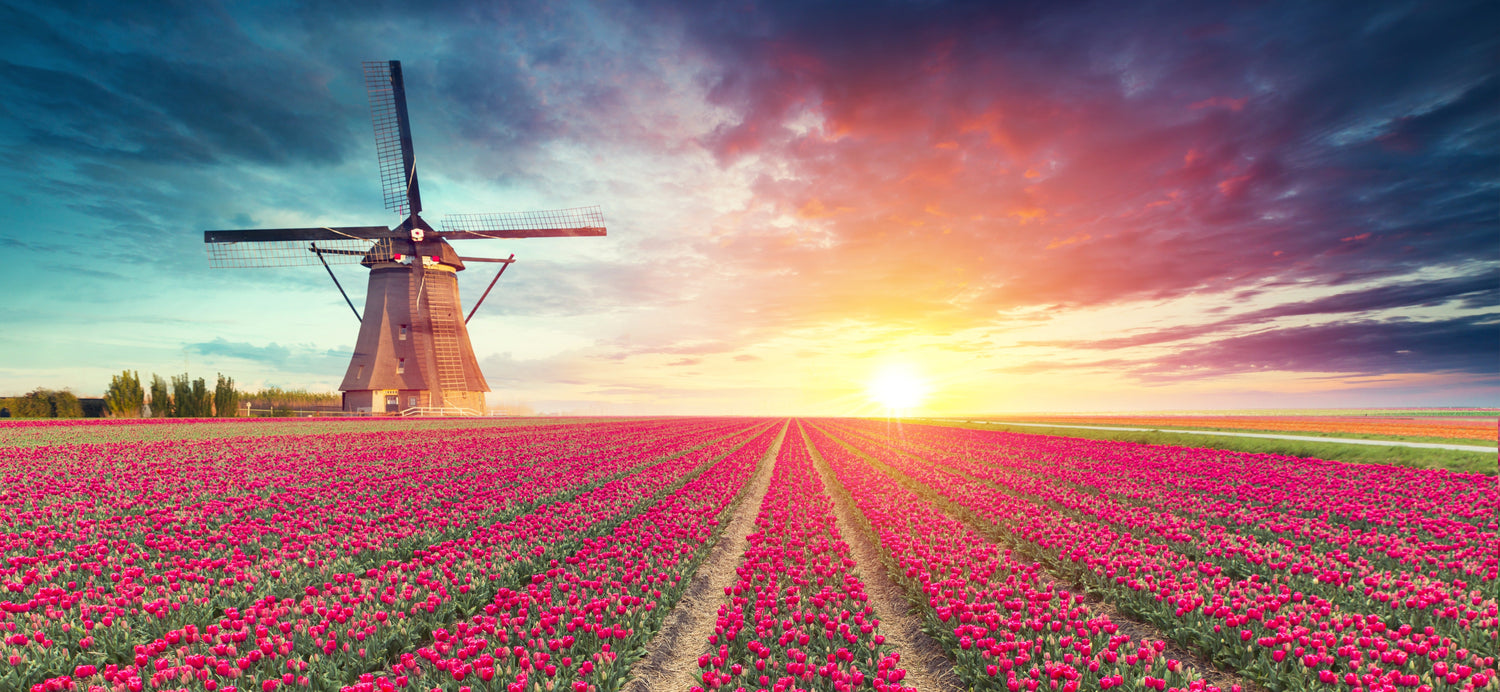 Hier bewonder je de mooiste tulpenvelden
