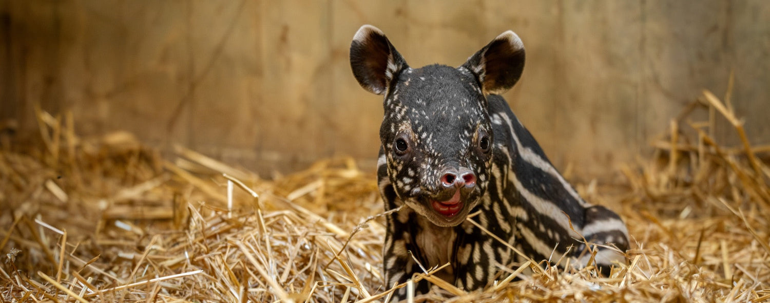 Lief! Maleise tapir geboren in ZOO Antwerpen