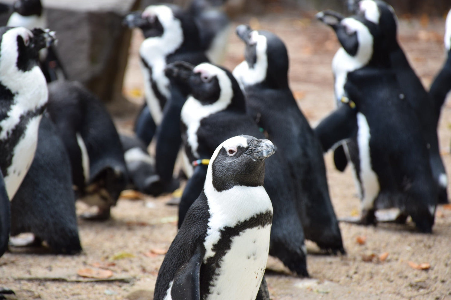 World Penguin Day: bewonder pinguïns in deze dierentuinen
