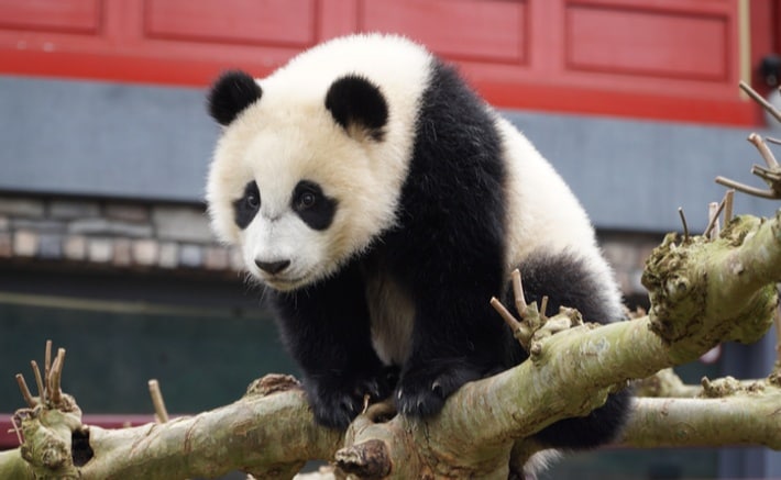 Leuke weetjes over Ouwehands Dierenpark Rhenen