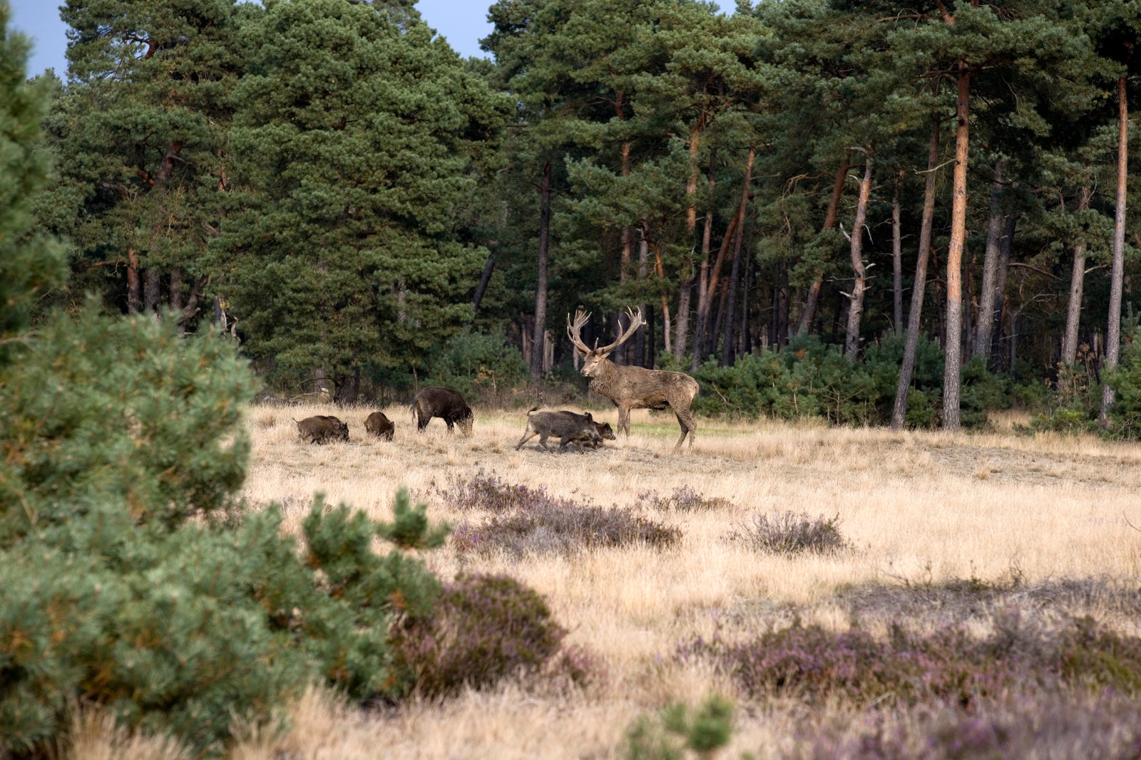 Kom naar deze gebieden om wilde dieren te spotten in Nederland