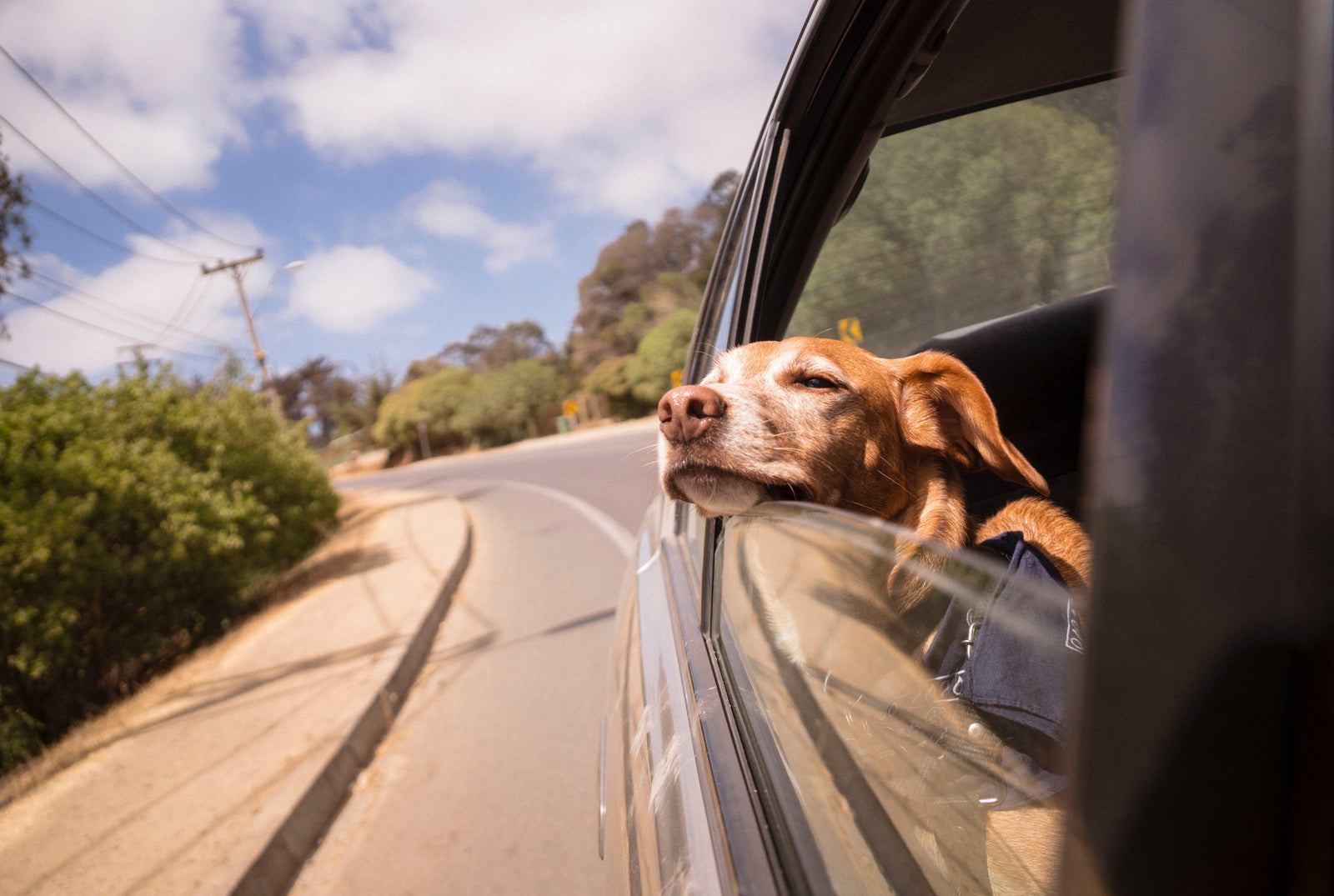 Uitjes met hond: leukste activiteiten & plekken