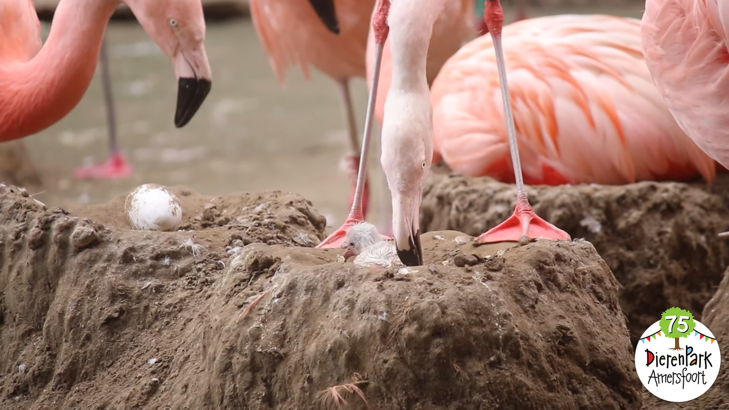Hoe lief! Eerste flamingo in 5 jaar geboren in DierenPark Amersfoort