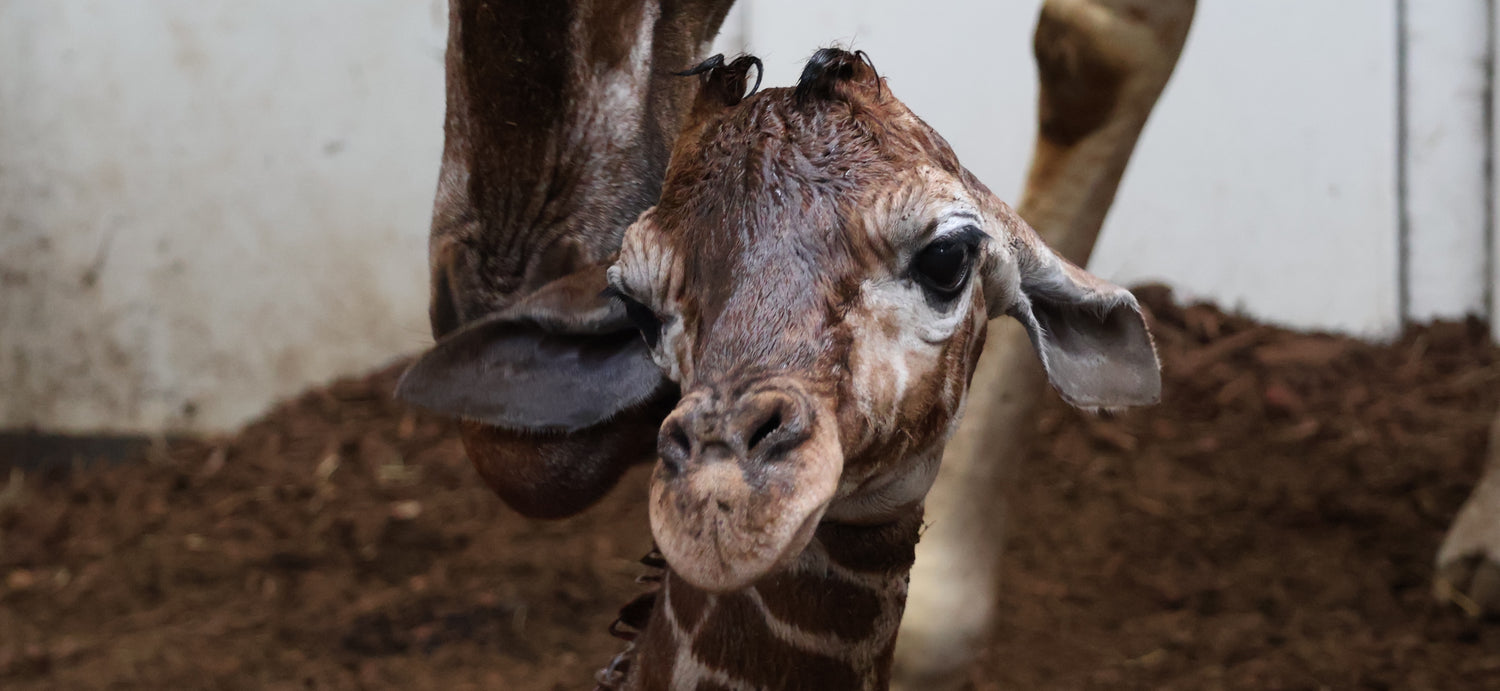 Hoera! Voor het eerst in 6 jaar netgiraffe geboren in ARTIS-Park