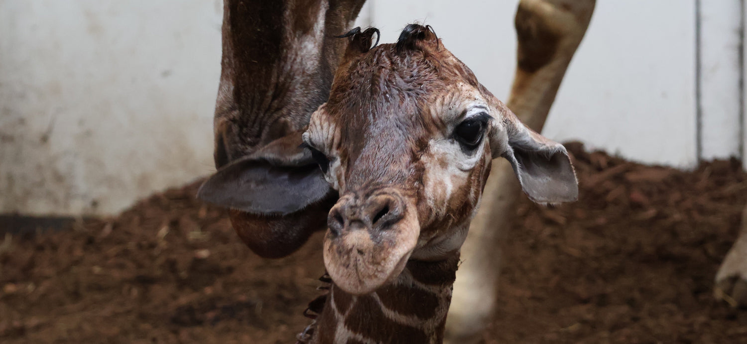 Hoera! Voor het eerst in 6 jaar netgiraffe geboren in ARTIS-Park
