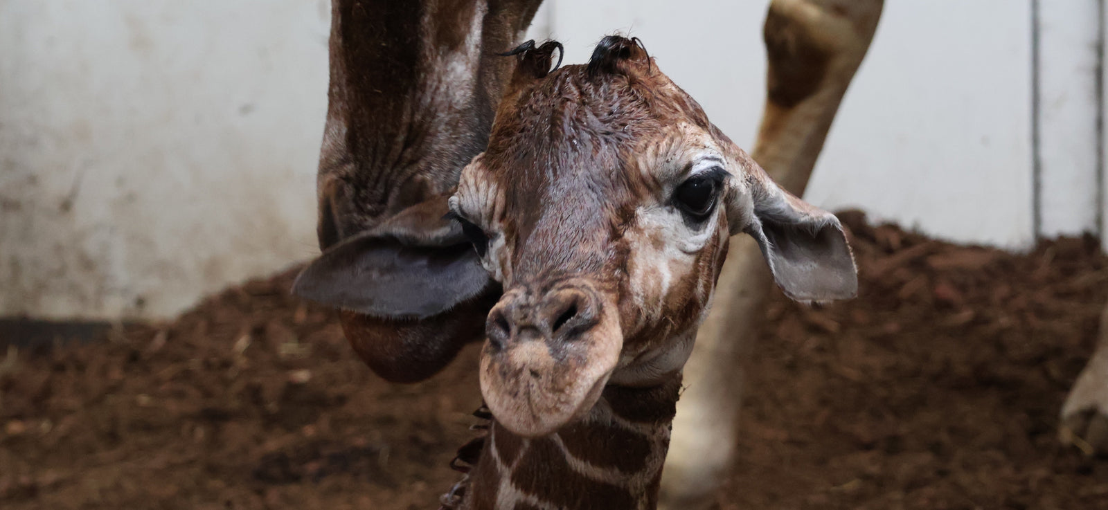Hoera! Voor het eerst in 6 jaar netgiraffe geboren in ARTIS-Park