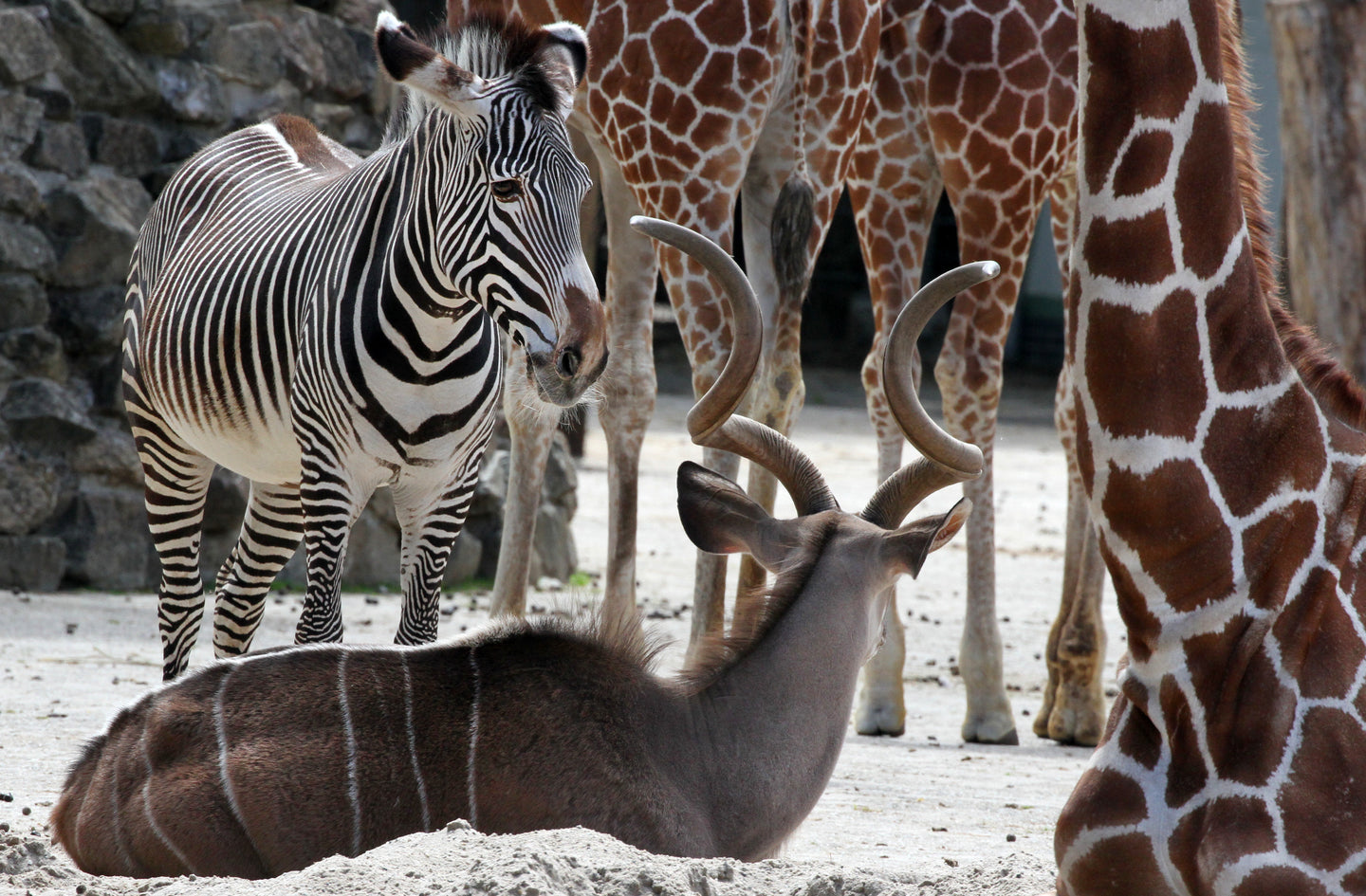 ARTIS-Park tickets met korting - afbeelding 9