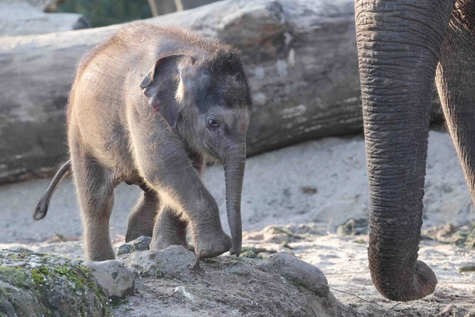 ARTIS-Park tickets met korting