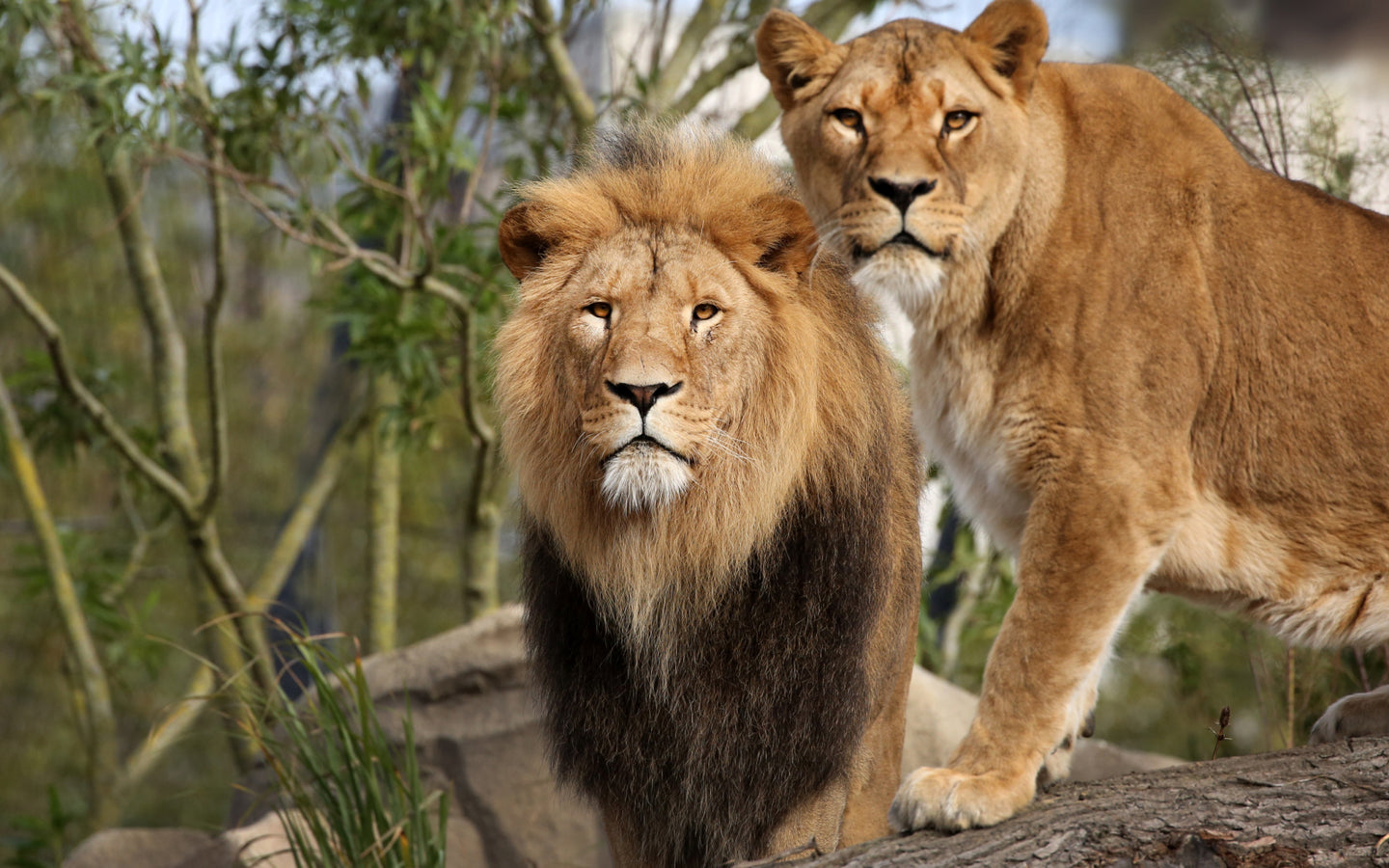ARTIS-Park tickets met korting - afbeelding 4