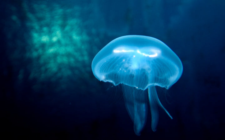 Sea Life - afbeelding 8