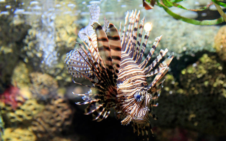 Sea Life - afbeelding 5