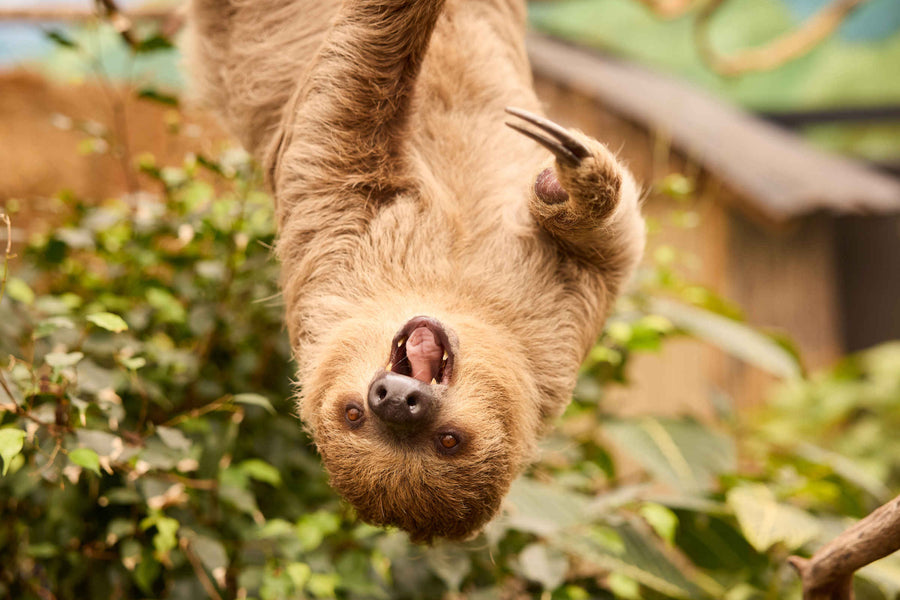 ZooParc Overloon - afbeelding 1