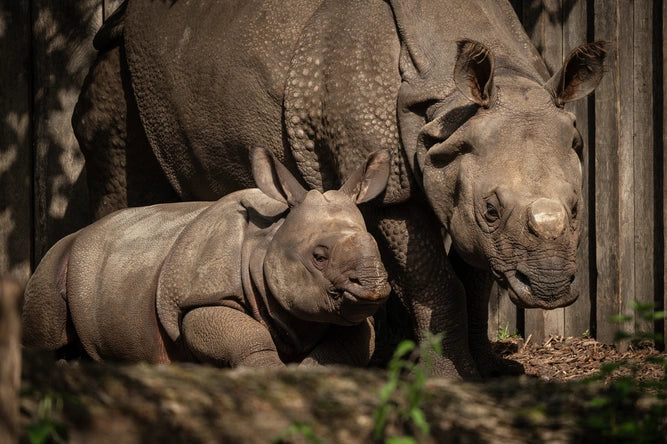 ZOO Planckendael