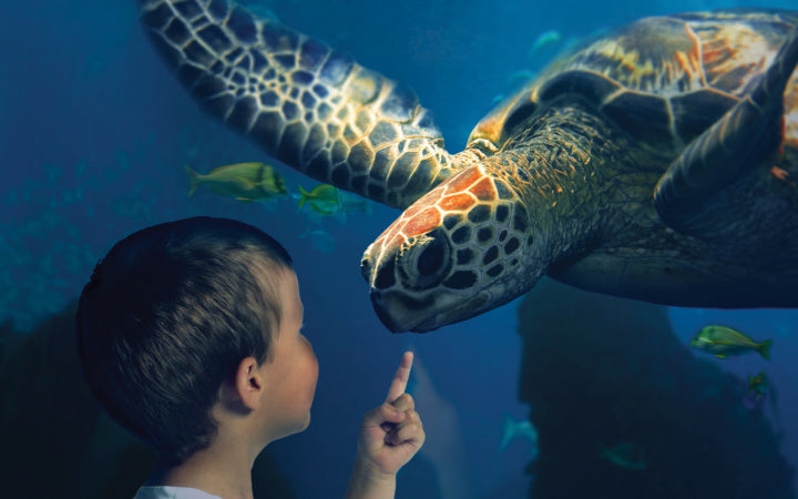 Sea Life - afbeelding 1