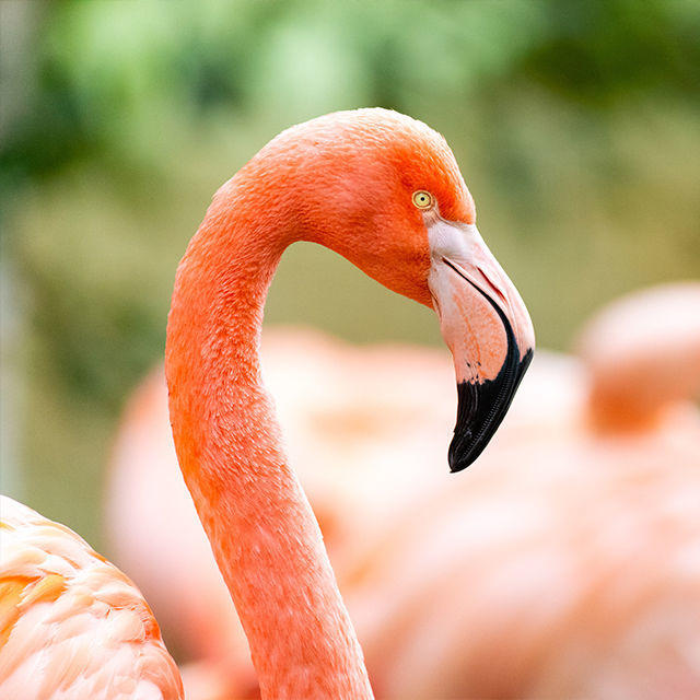 dagje-uit-dierenpark-aquazoo-friesland - afbeelding 2