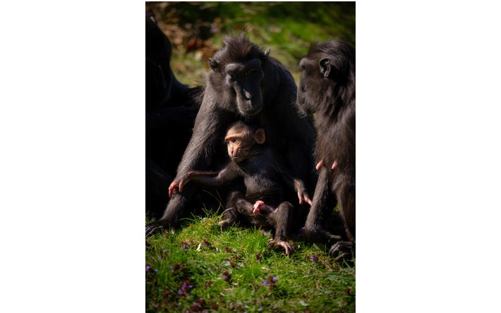 ZOO Planckendael