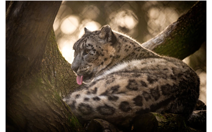 ZOO Planckendael