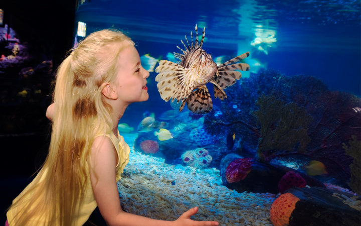 Sea Life - afbeelding 3