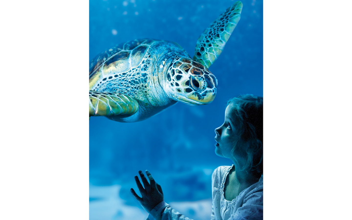 Sea Life - afbeelding 10